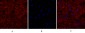 EGFR Polyclonal Antibody